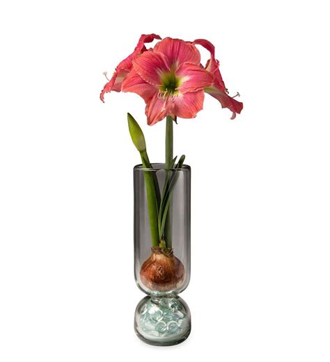 3 Months Of Amaryllis With Glass Vase Plow And Hearth