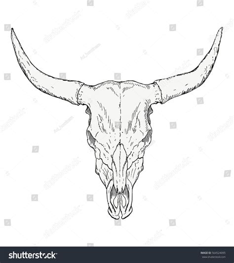 Details 76 Cow Skull Sketch Best Vn