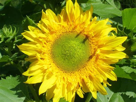 Sunflowers Plant Care And Collection Of Varieties