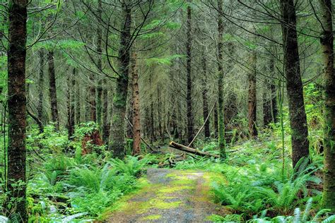 Forest Woods Nature Free Photo On Pixabay Pixabay