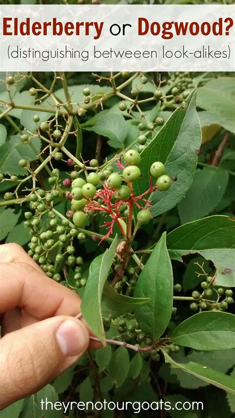 Distinguishing Elderberry From Silky And Redosier Dogwood Elderberry