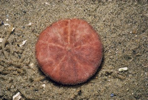 Common Sand Dollar Stock Image C0175377 Science Photo Library
