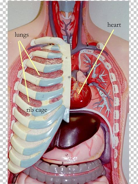 Thoracic Cavity Definition Anatomy Anatomical Charts Posters