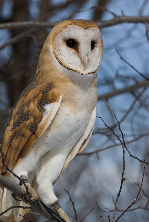 The barn owl inn kingskerswell •. Ecomuseum (Montreal Zoo and Wildlife Park)