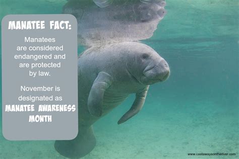 5 fun facts about florida manatees blackfin boats riset