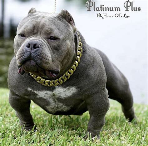 She is a black tri colored ukc american bully. American Bully Puppies For Sale | Miami, FL #288938