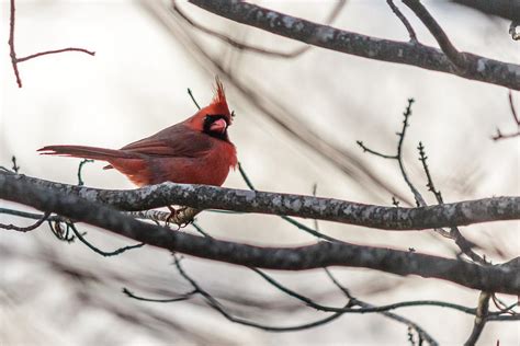 Northern Cardinal Photograph By Sauravphoto
