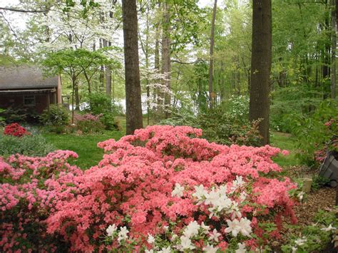 4 years ago 4 years ago. Plants We Love: Azaleas - Plant More Plants