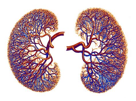 Related posts of the human blood vessels labeled digestive system free online quiz blood vessel labeling there are five main types of blood vessels: Renal Function Outcomes in Atrial Fibrillation With Oral ...