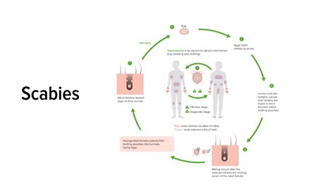 Scabies Symptoms Causes Treatment And Prevention Femx