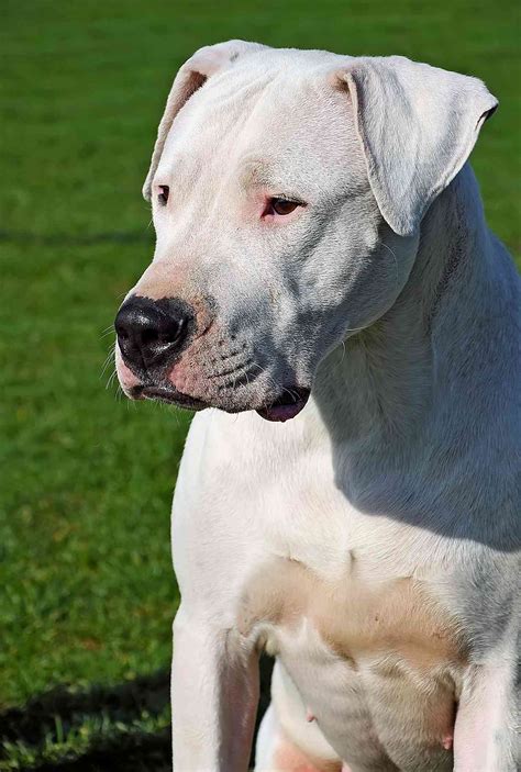 Dogo Argentino Dog Breed Information And Characteristics Daily Paws
