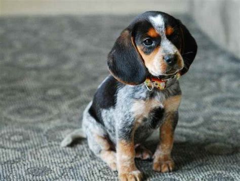 Bulldog puppy for sale in revere, ma. 21 Beagles Mixed With Coonhound - Page 2 - The Paws
