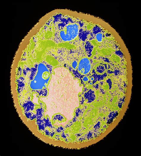 The protocol for yeast cells can be quickly adapted to any other microorganism, by choosing the right culture medium and growth conditions. Coloured Tem Of A Yeast Cell Photograph by A.b. Dowsett ...