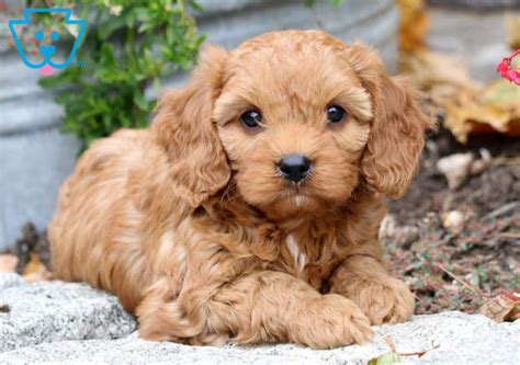We did not find results for: Asia | Cavapoo Puppy For Sale | Keystone Puppies