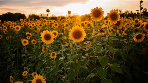 Sunflowers During Sunset 4k 5k Hd Flowers Wallpapers Hd Wallpapers