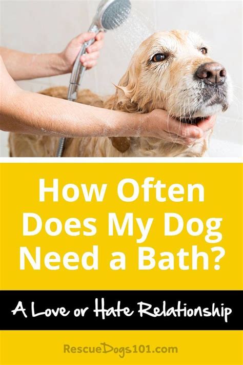 7 Important Dog Bathing Tips Dog Bath Dog Health Tips Dogs