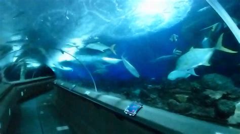 Underwater World Singapore Hd Experience Youtube