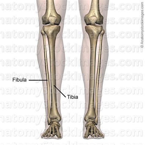 The bone names are different from the ones already mentioned. Anatomy Stock Images | lowerleg-bones-tibia-fibula-front ...