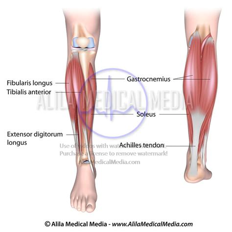 Alila Medical Media Lower Leg Muscles Medical Illustration
