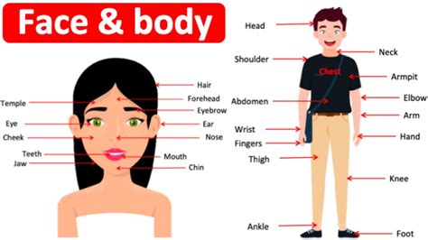 Parts Of The Face And Body In English 🙍🏻‍♀️ 💁🏻‍♂️ Learn With Pictures