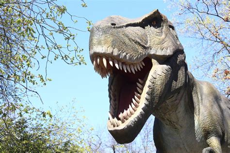 Żywe Dinozaury W Warszawie Słynna Wystawa Dotarła Do Muzeum Ziemi
