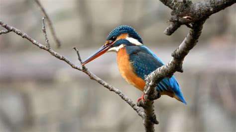 Wildlife Photography Of Blue Bird On Tree Branch Kingfisher Hd