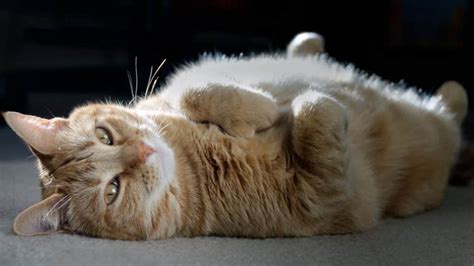 Tiger Polydactyl Cat