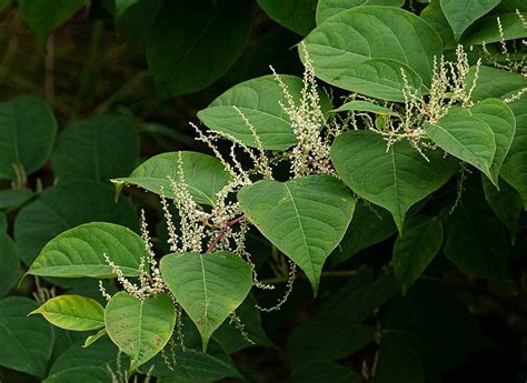 Japanese knotweed (fallopia japonica) was introduced to the british isles together with giant hogweed and himalayan balsam in the middle of the xix century as an ornamental garden plant. Protecting The Body With Japanese Knotweed