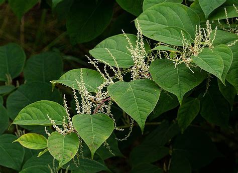 Using herbicide to kill japanese. Tips on Japanese knotweed - The Portugal News