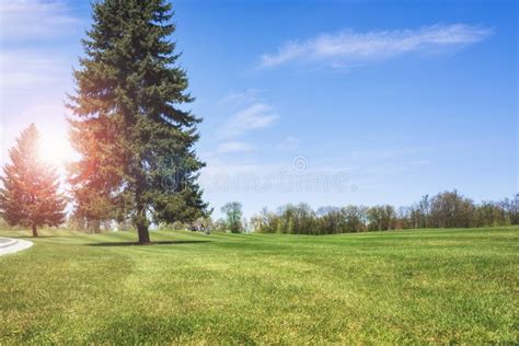 Panoramic View Of A Grass Field In Summer Sunny Day Stock Image Image Of Beautiful Sunlight