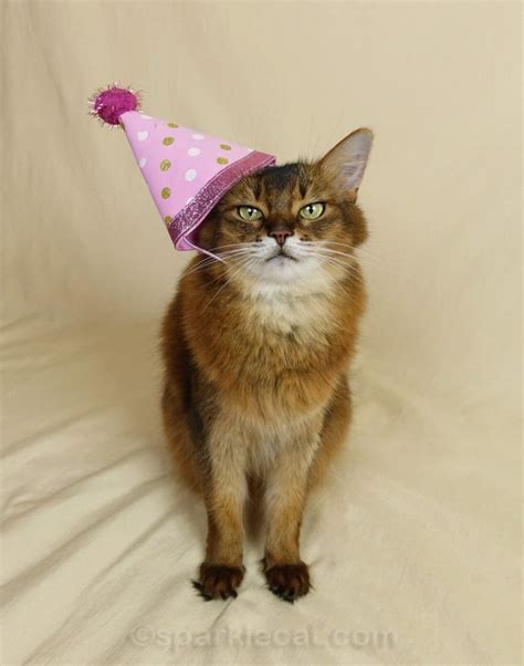 Birthday Hat Cat Summers Fabulous Cat Life