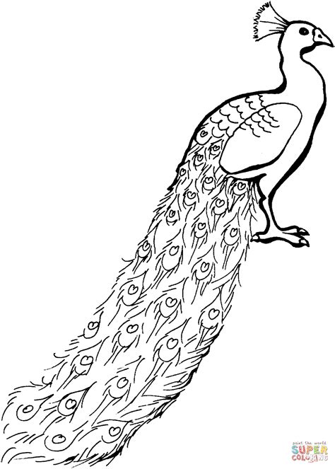 See peacock outline stock video clips. Peacock with tail down coloring page | Free Printable ...