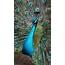 Exotic Big Birds Eco Green Park  Batu On Behance
