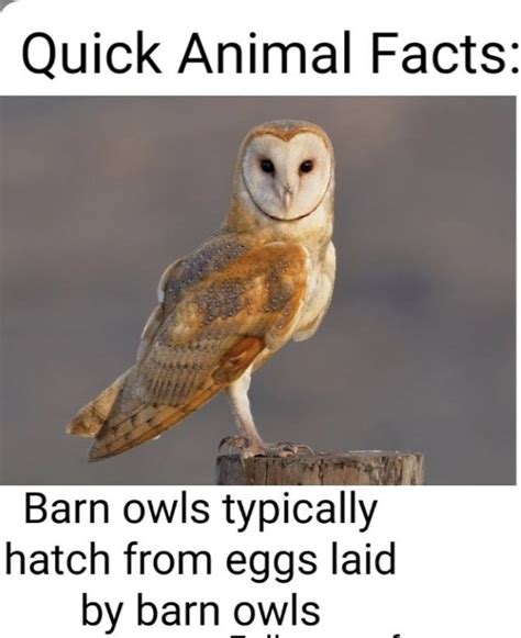 Top 130 Quick Animal Facts Meme