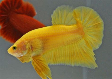 But feel free to order supplies. Betta Fish Colors - The fish doctor