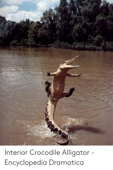 Interior Crocodile Alligator Encyclopedia Dramatica Alligator Meme