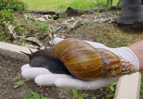 Floridas Battle To Eradicate The Giant African Land Snail Continues