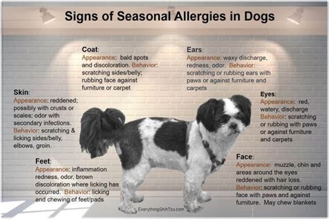 Shih Tzu Allergies Everything You Must Know Atelier Yuwaciaojp