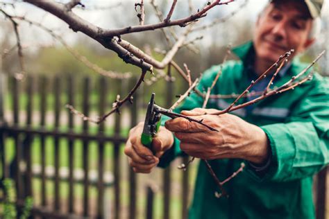 Job Of The Week Prune Your Trees Cultivation Street