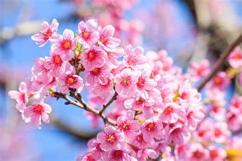 Hd Wallpaper Branches Spring Sakura Flowering Pink Blossom
