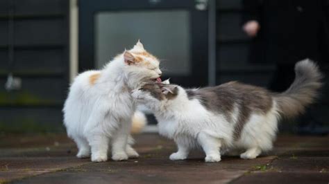 Why Cats Lick Each Others Private Areas Explained