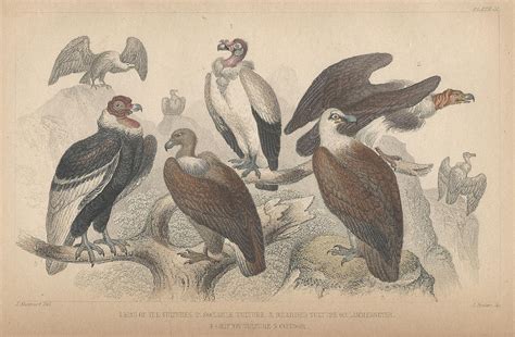 Vultures Drawing By Dreyer Wildlife Print Collections Fine Art America