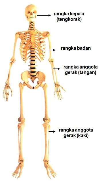 Maybe you would like to learn more about one of these? Ivan Kresly Lontaan: Rangkuman Materi IPA Rangka Tubuh Manusia