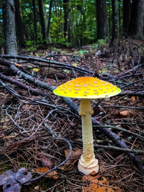 Amanita Muscaria Found In Heavily Graveled Soil And Dense Pine Woodland