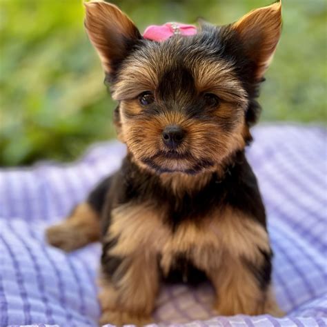 Waggs To Riches Pet Boutique | Boca Raton, Florida