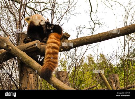Red Panda Dublin Zoo Stock Photo Alamy
