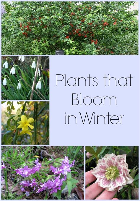 Plants That Bloom In Winter With The Title Overlaying Its Photo Collage