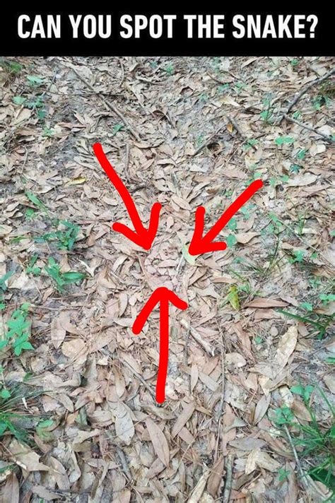 You can find the solution for next level, dop 2 level 229 here and since the. Spot the snake - Puzzle - Brain Puzzles