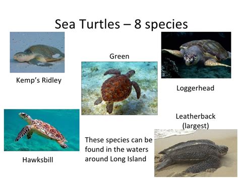 Sea Turtles Powerpoint