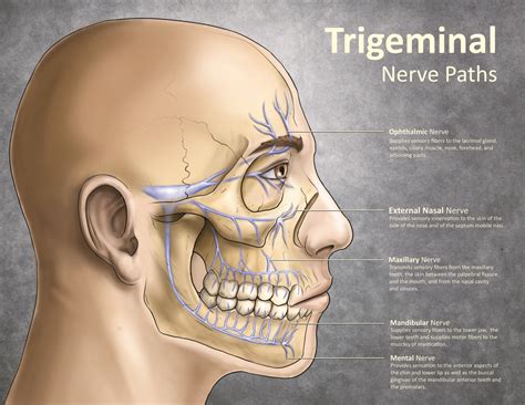 Trigeminal Nerve Paths Trigeminal Neuralgia Neuralgia Trigeminal
